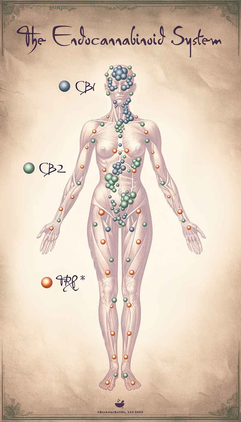 map of the endocannabinoid system