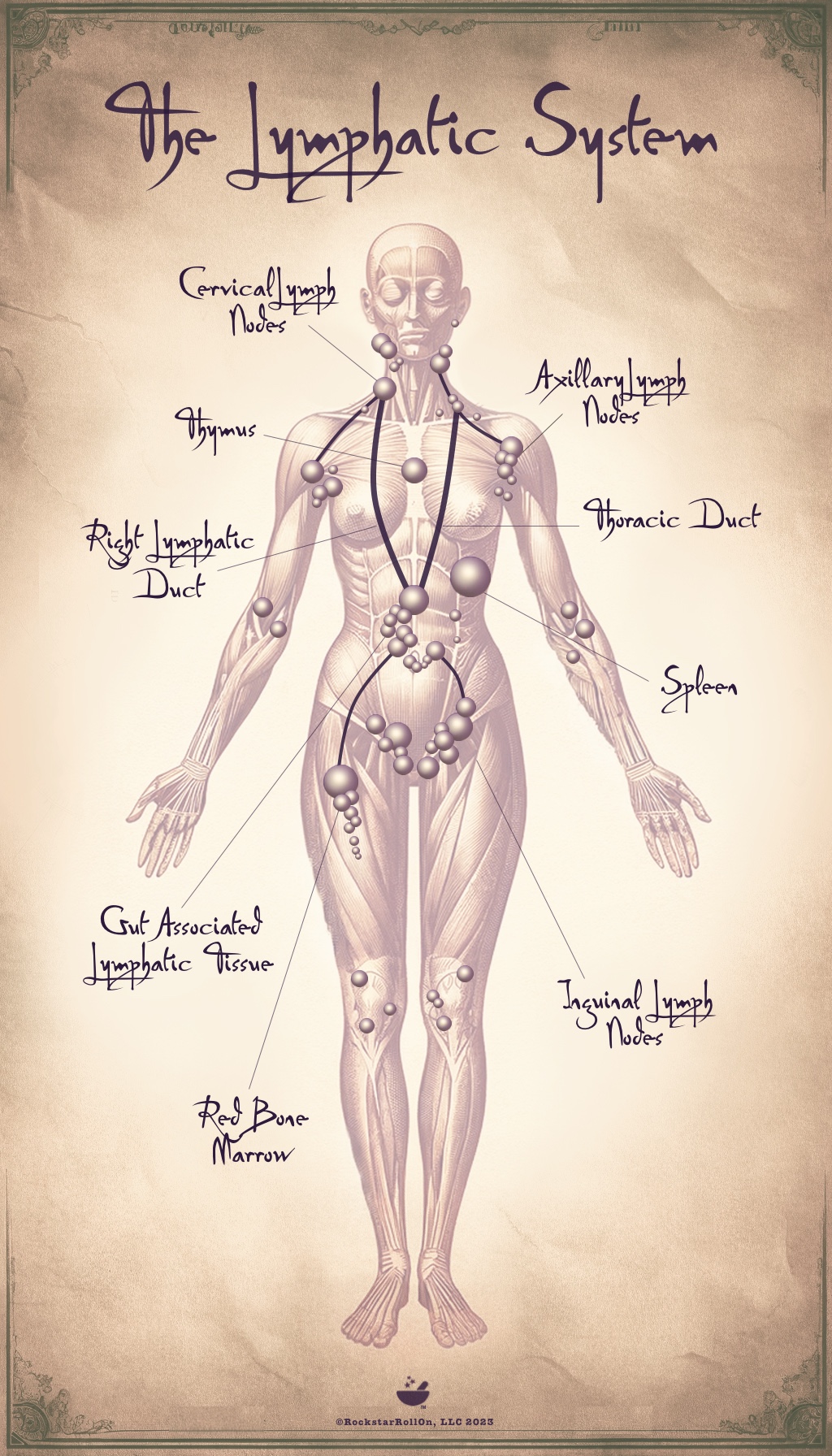 map of lymph nodes in the body